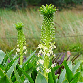 Eucomis pole - evansii - Summer special bulbs - Fluwel