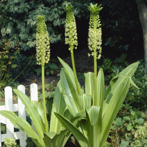 Eucomis pole - evansii - Summer special bulbs - Fluwel