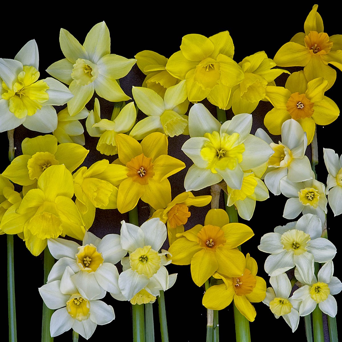 Evan Scent™ - Mixes - Fluwel
