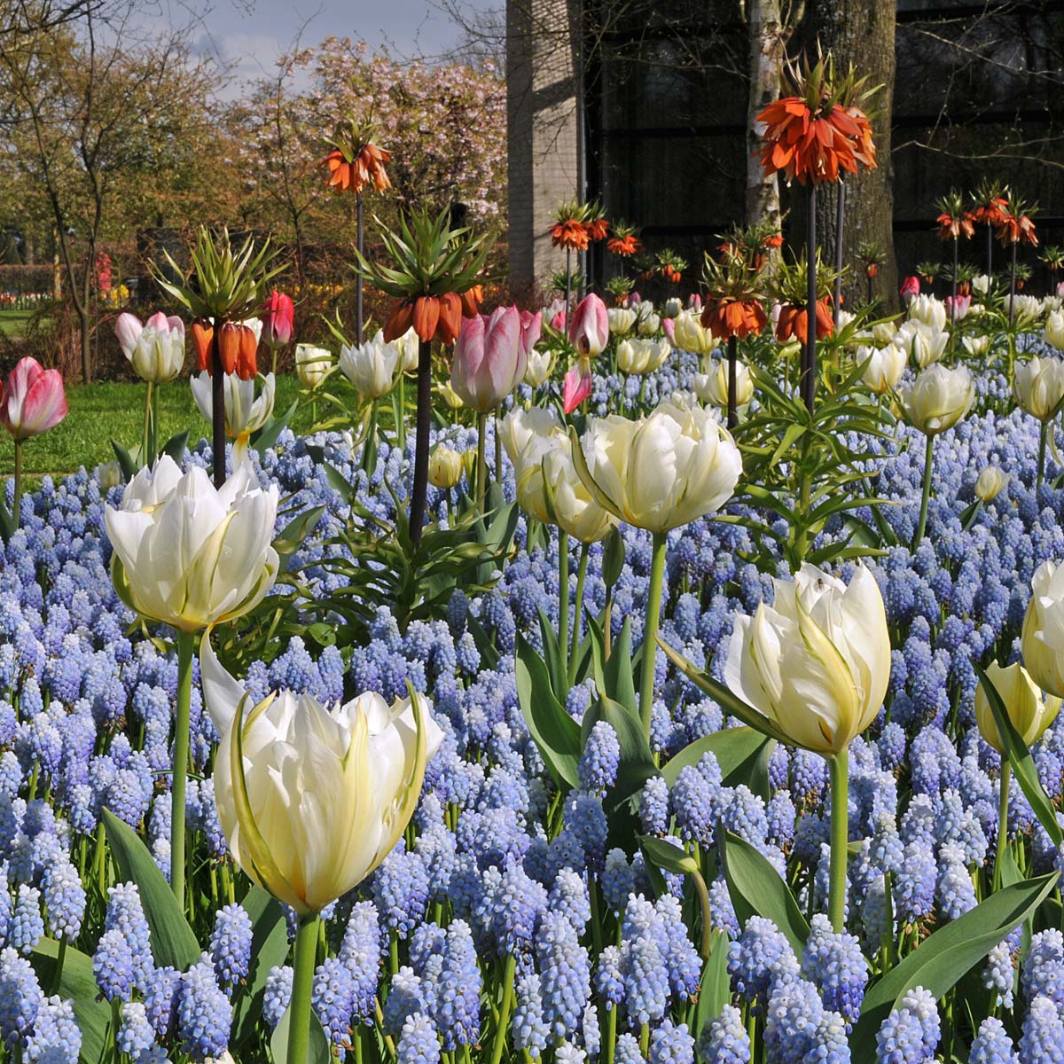 Exotic Emperor - Tulips - Fluwel