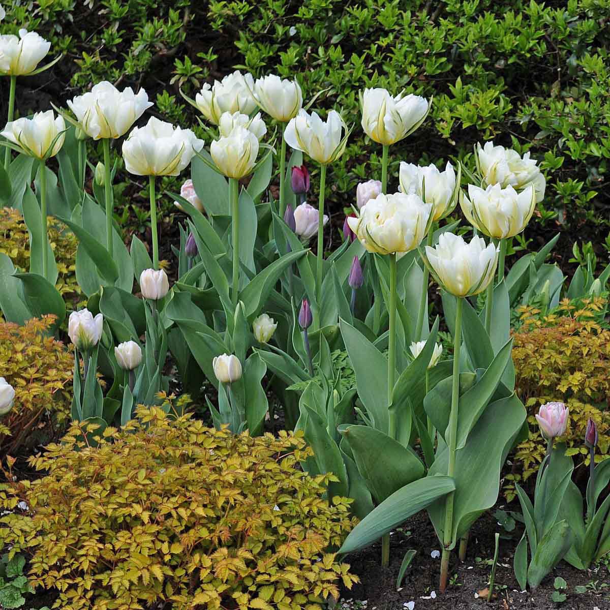 Exotic Emperor - Tulips - Fluwel