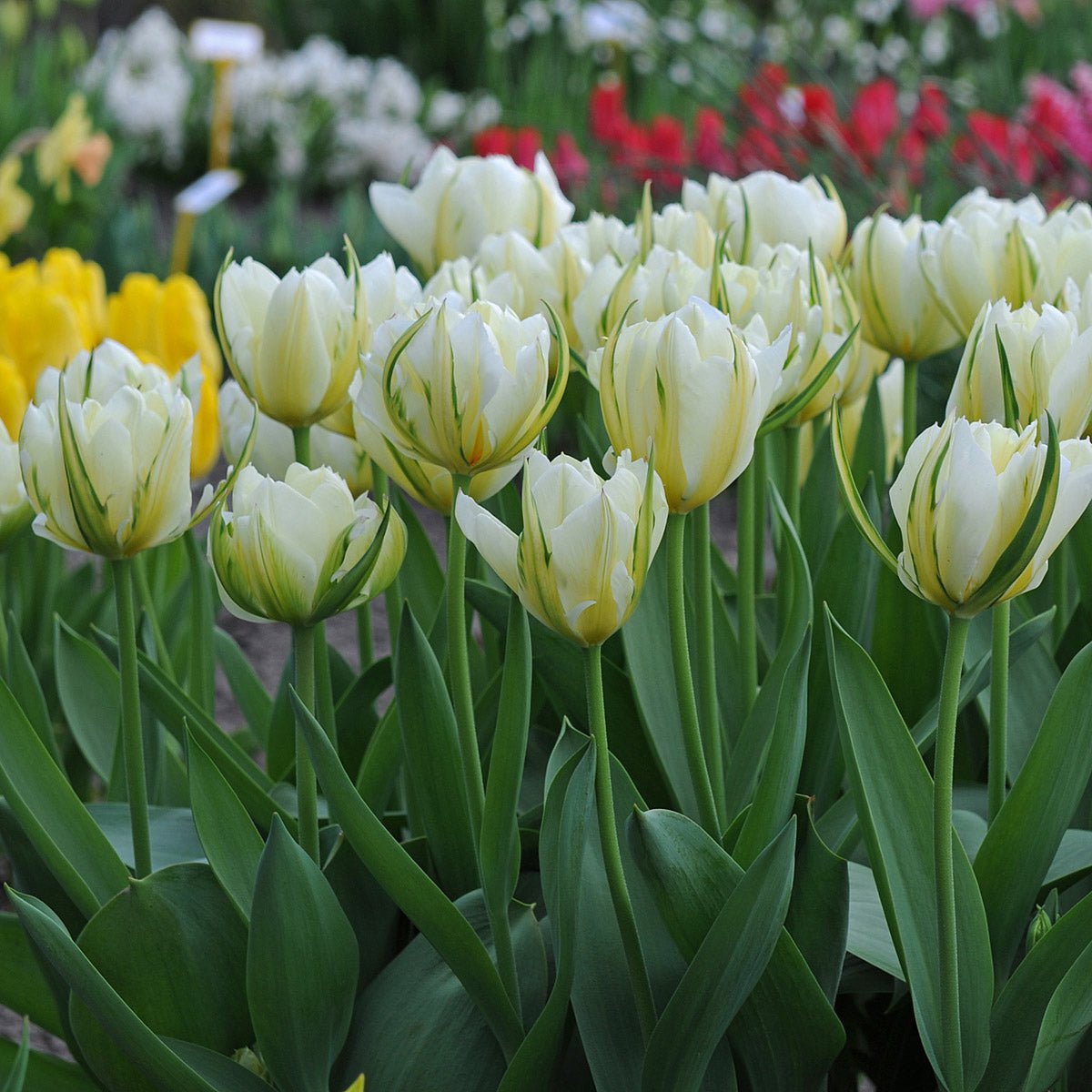 Exotic Emperor - Tulips - Fluwel