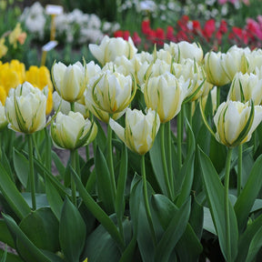 Exotic Emperor - Tulips - Fluwel