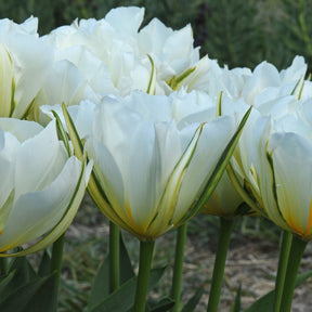 Exotic Emperor - Tulips - Fluwel