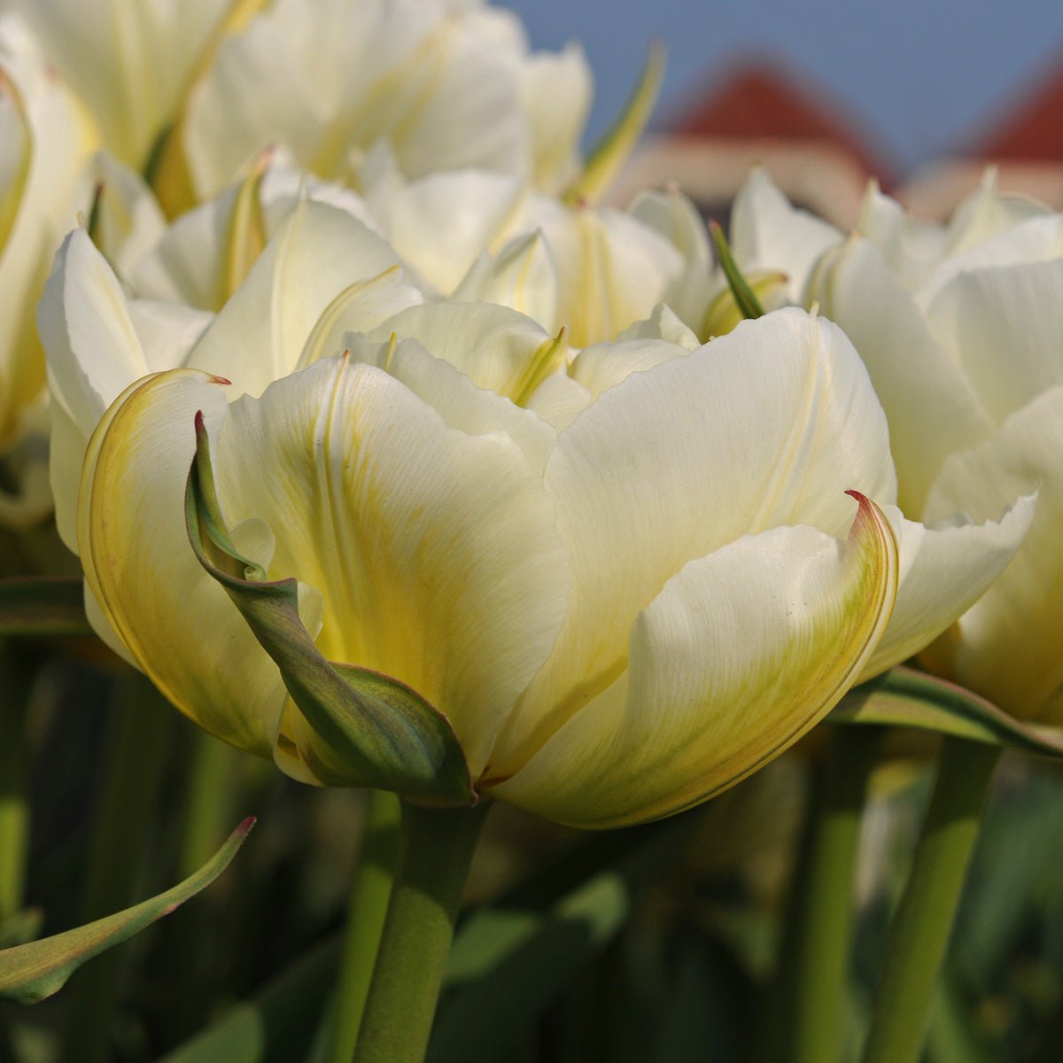 Exotic Emperor - Tulips - Fluwel