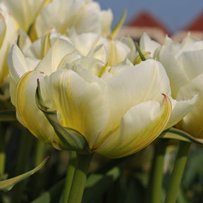 Exotic Emperor - Tulips - Fluwel