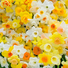 Fluwel Narcissen Mengsel
