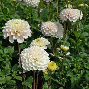 Dahlia Wizard Light