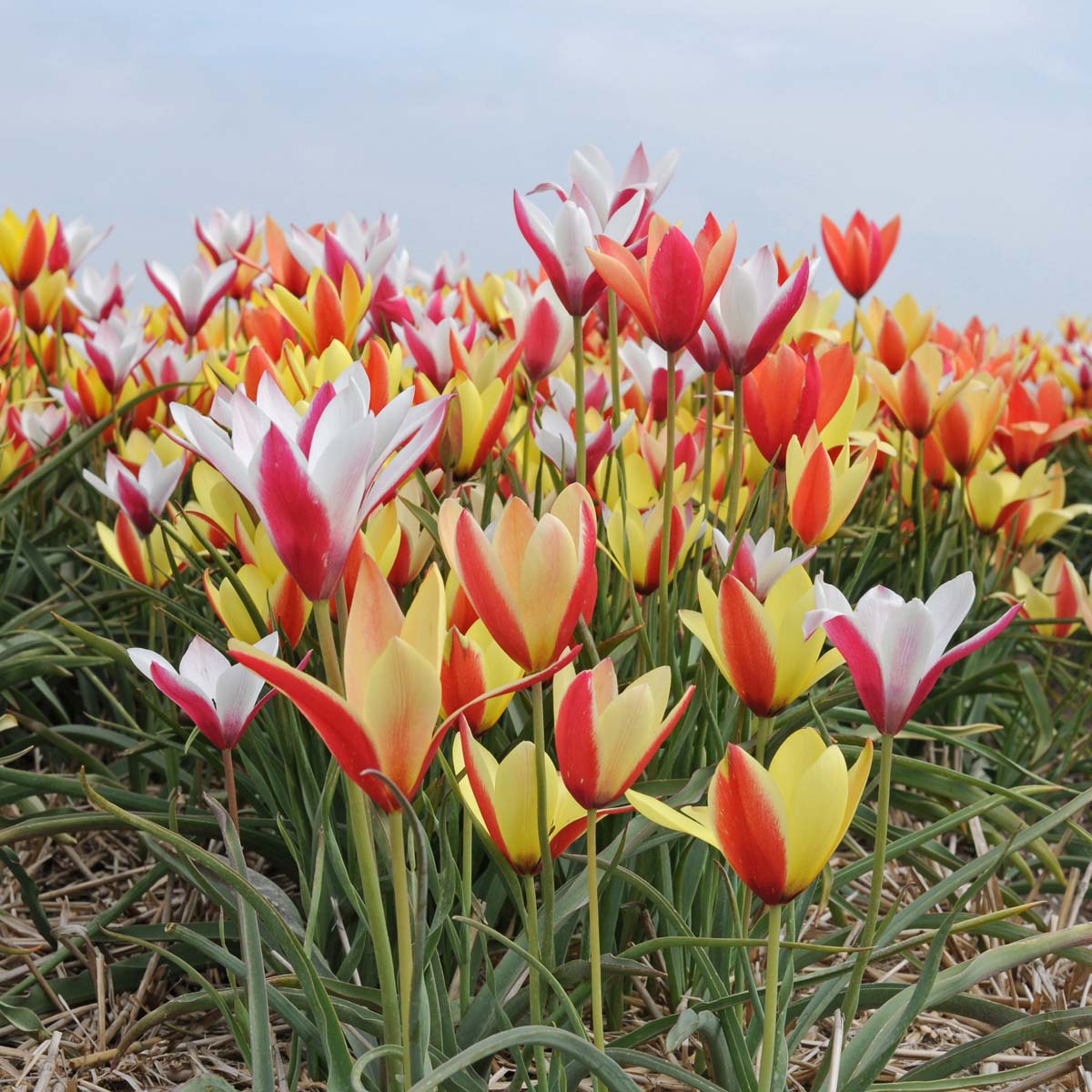 Tulipa Clusiana mixture