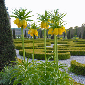 Fritillaria imperialis Maxima Lutea