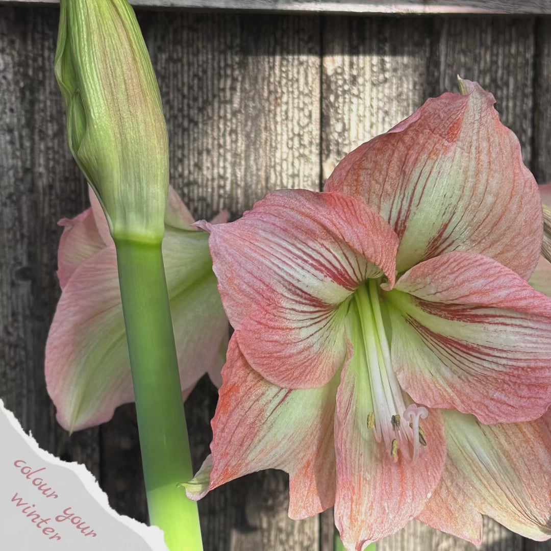 Amaryllis Naomi