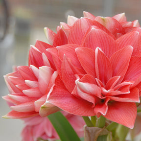 Amaryllis Double Dream