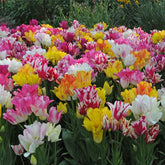 Family Reunion - Mixes - Fluwel