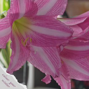 Amaryllis Estella