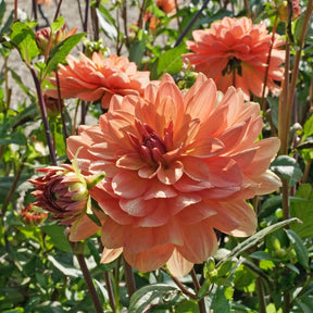 Dahlia Dr P.H. Riedell