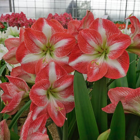 Amaryllis Monte Carlo