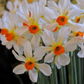 Firebrand - Special Narcissus - Fluwel
