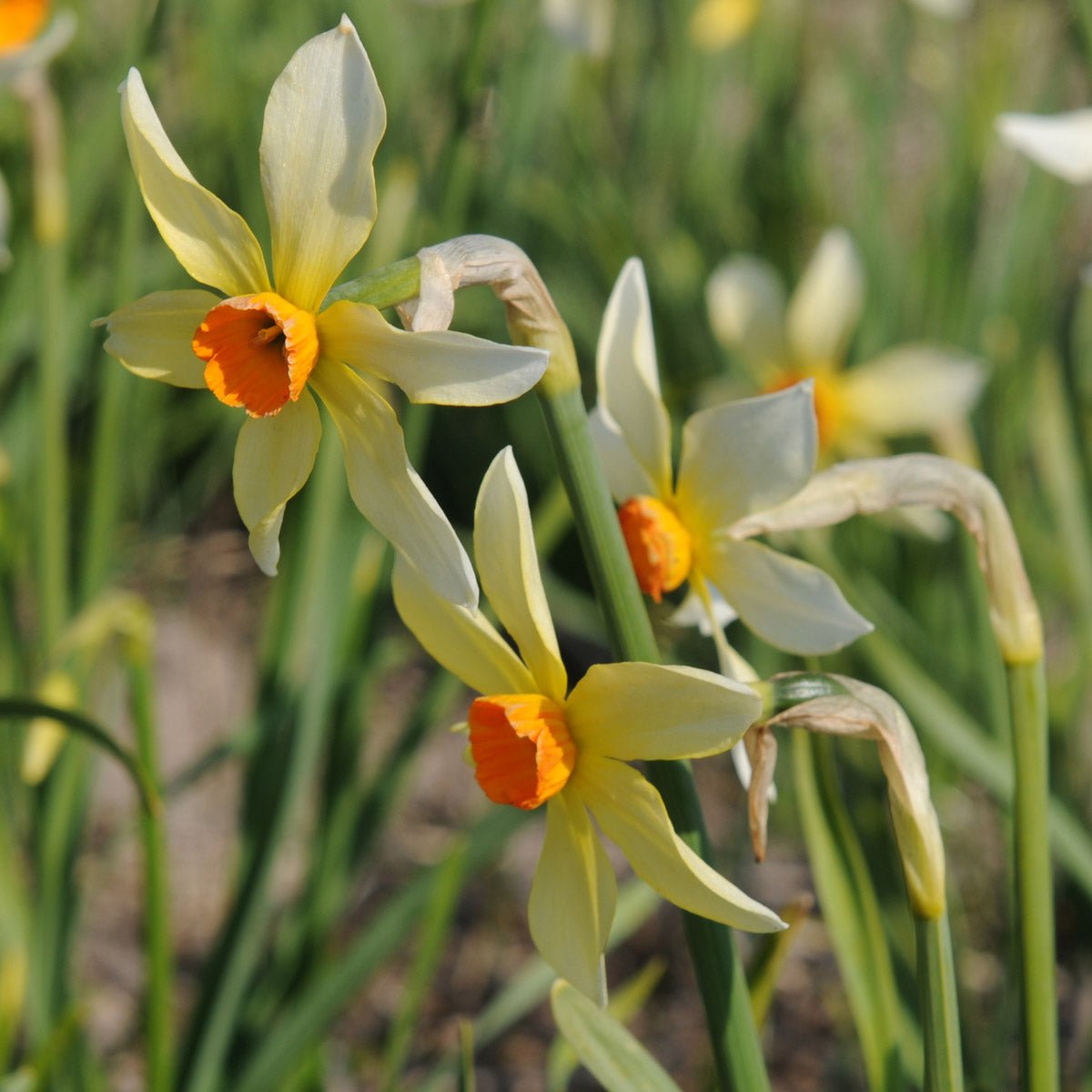 Firebrand - meerkleurige Small-cupped narcis - Fluwel