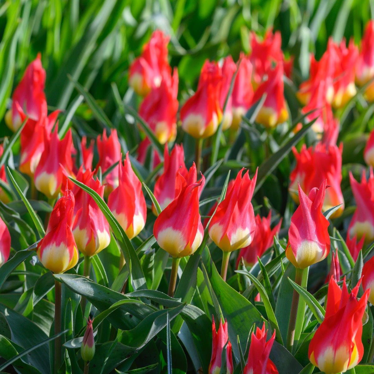 Flames Mystery - Tulips - Fluwel