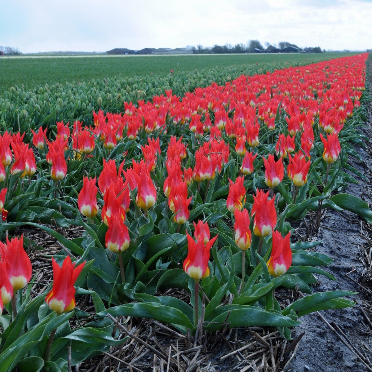 Flames Mystery - Tulips - Fluwel