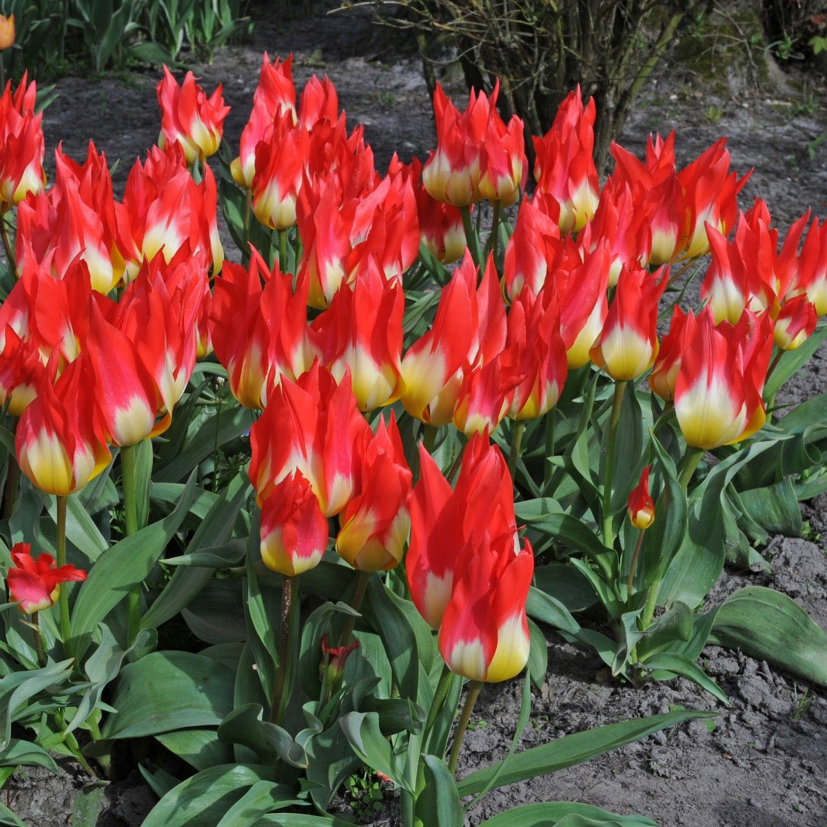 Flames Mystery - Tulips - Fluwel