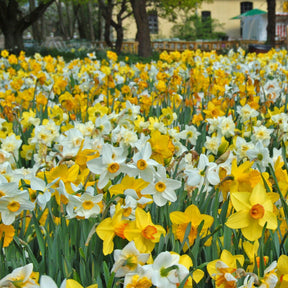 Fluwel Narcissen Mengsel - Mixes - Fluwel