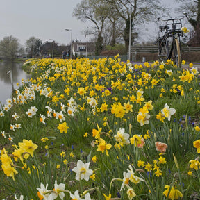 Fluwel Narcissen Mengsel - Mixes - Fluwel