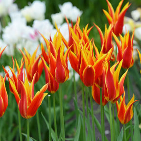 Fly Away - Tulips - Fluwel