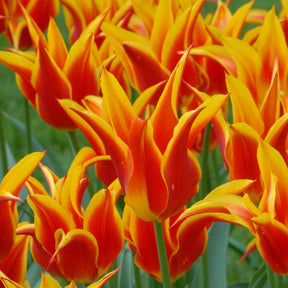 Fly Away - Tulips - Fluwel