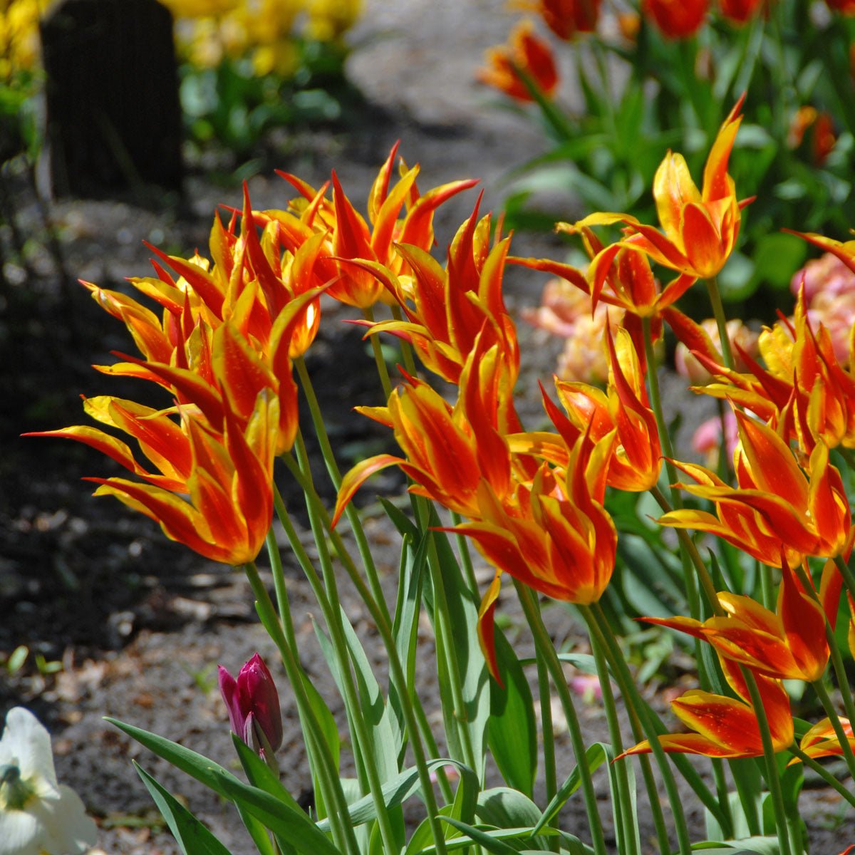 Fly Away - Tulips - Fluwel