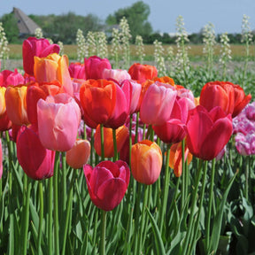 French Blend Rose™ - Mixes - Fluwel