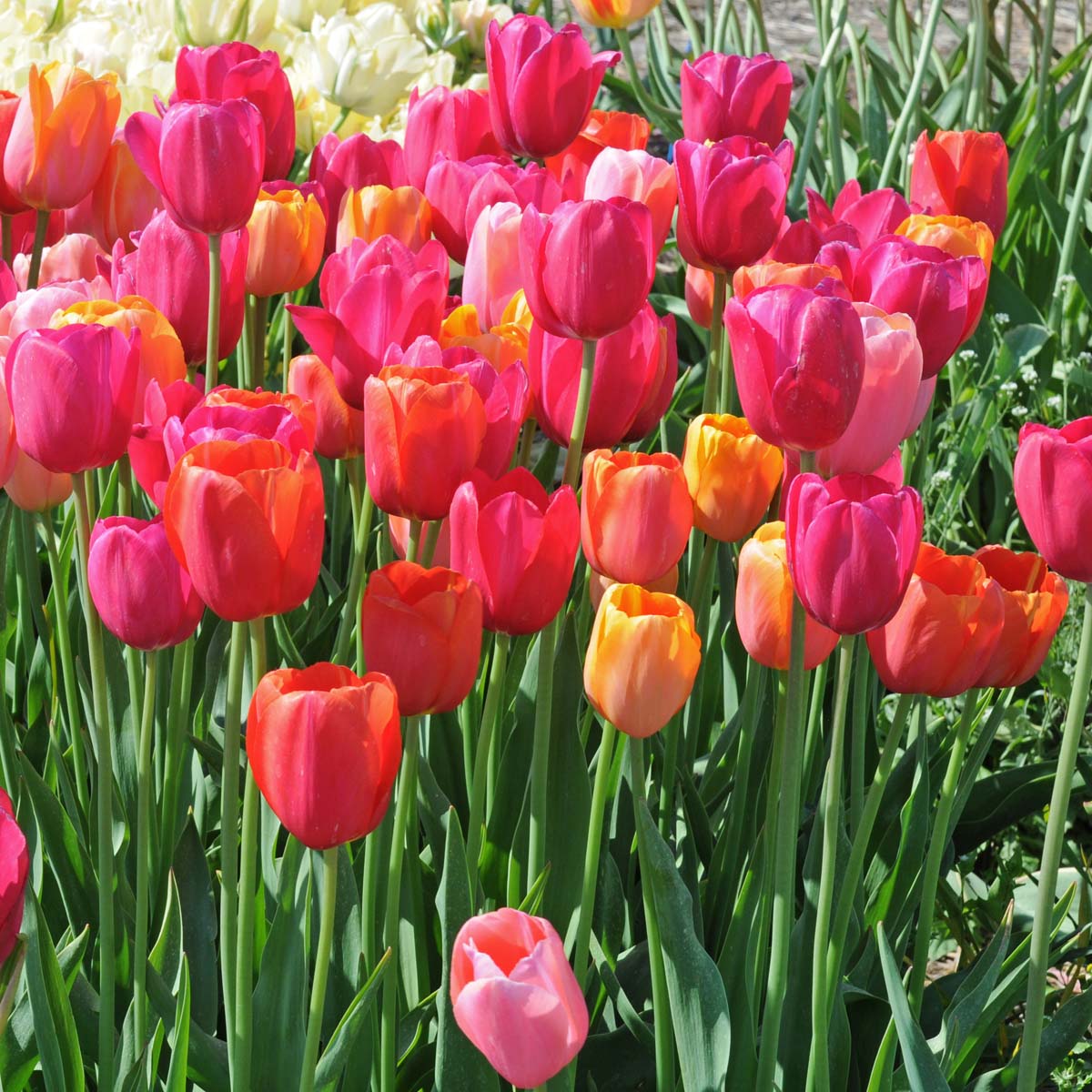 French Blend Rose™ - Mixes - Fluwel