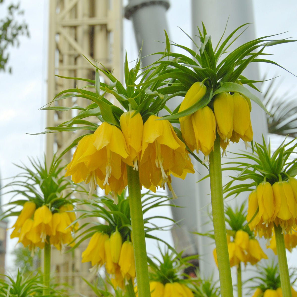 Fritillaria imperialis Maxima Lutea - gele fritillaria - Fluwel
