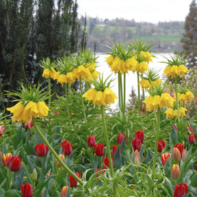 Fritillaria imperialis Maxima Lutea - Spring specialty bulbs - Fluwel