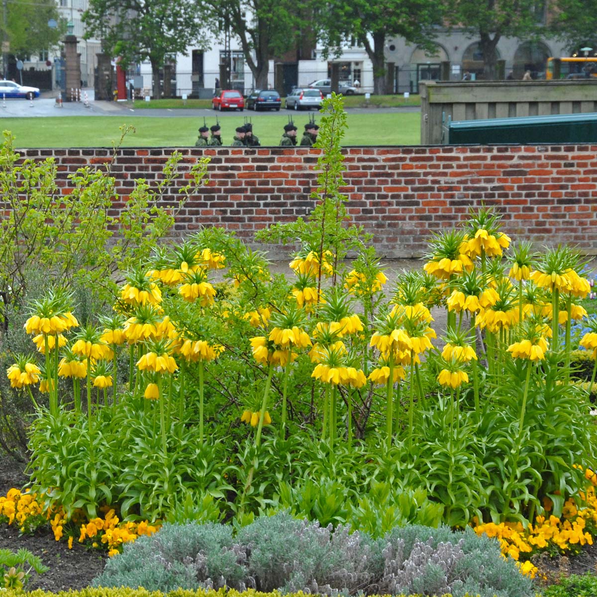 Fritillaria imperialis Maxima Lutea - gele fritillaria - Fluwel
