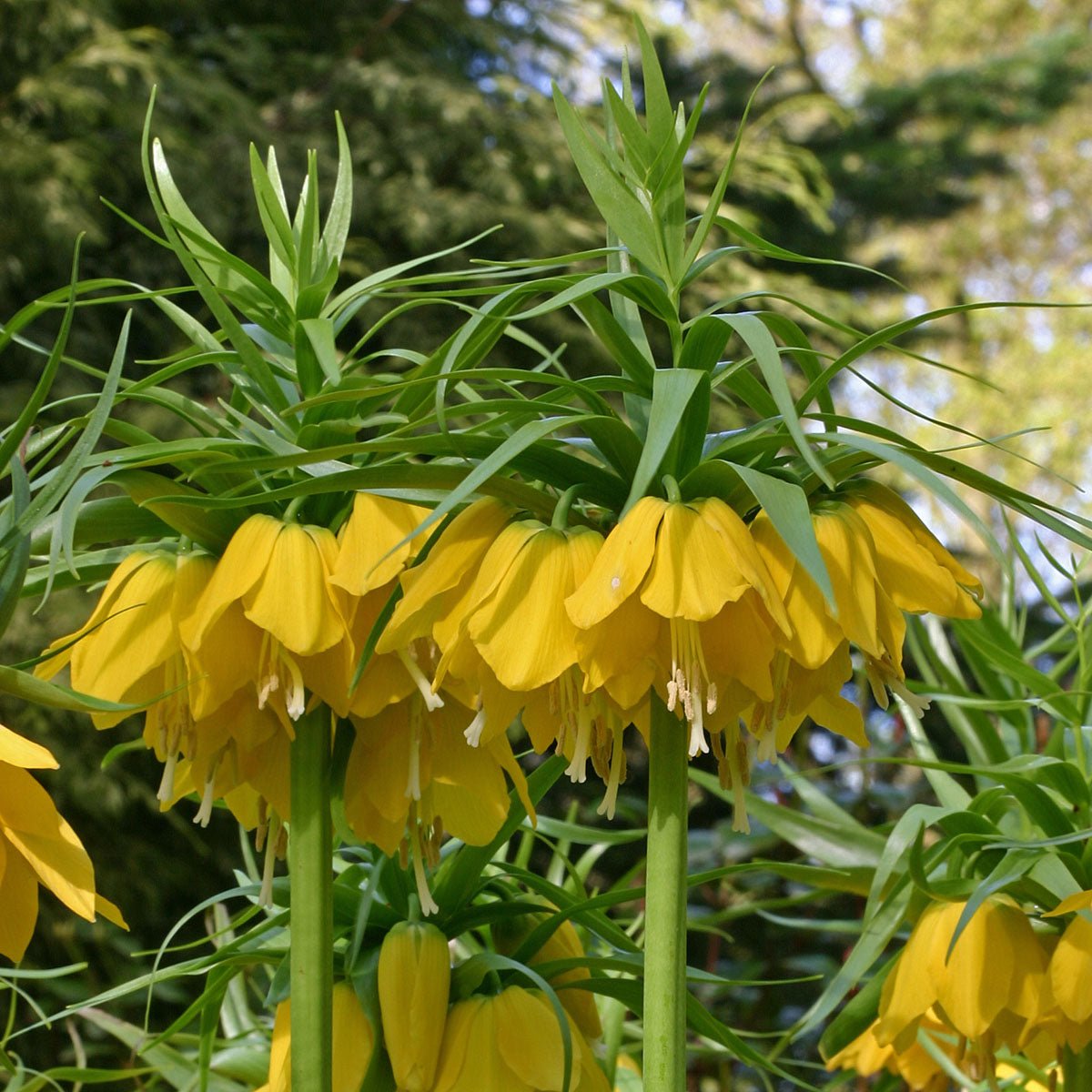 Fritillaria imperialis Maxima Lutea - gele fritillaria - Fluwel