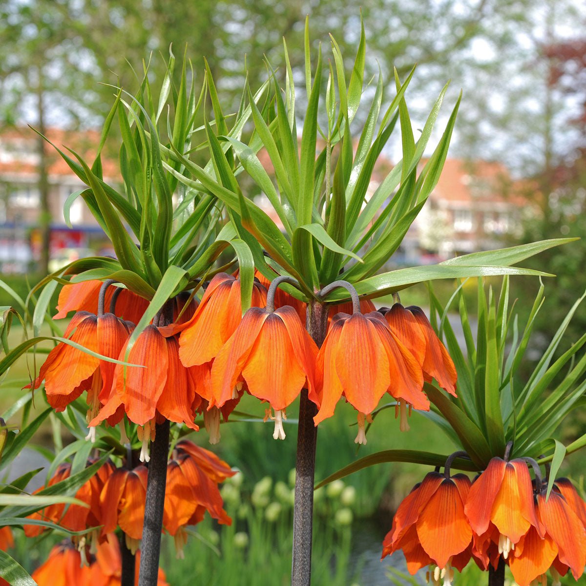 Fritillaria imperialis Rubra Maxima - rode fritillaria - Fluwel