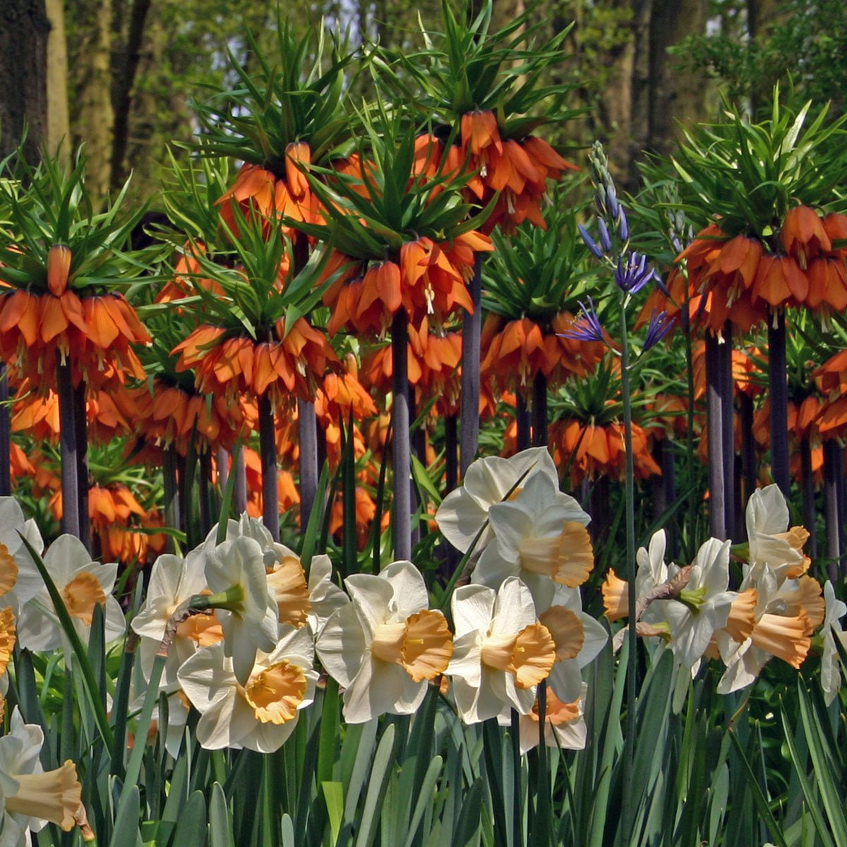 Fritillaria imperialis Rubra Maxima - rode fritillaria - Fluwel