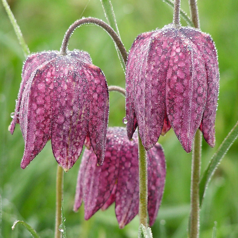 Fritillaria meleagris (Kievitsbloem)