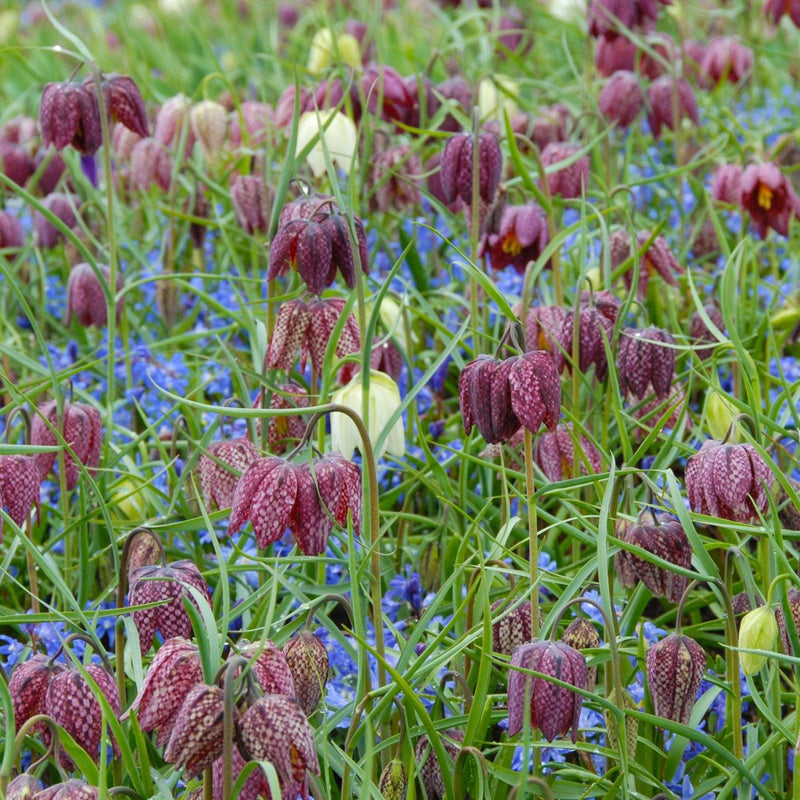 Fritillaria meleagris (Kievitsbloem)