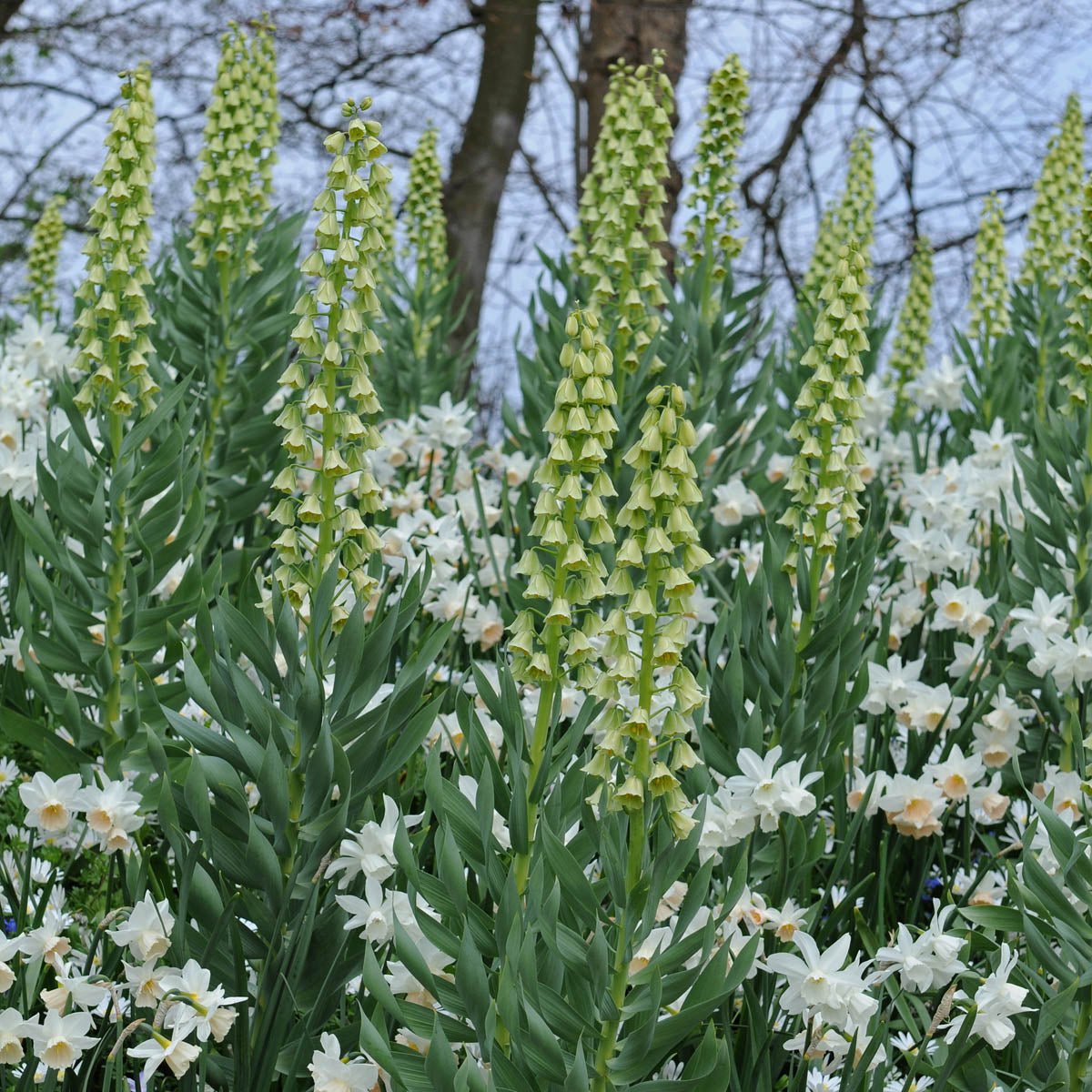 Fritillaria persica Ivory Bells - groene fritillaria - Fluwel