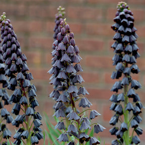 Fritillaria persica - Spring specialty bulbs - Fluwel