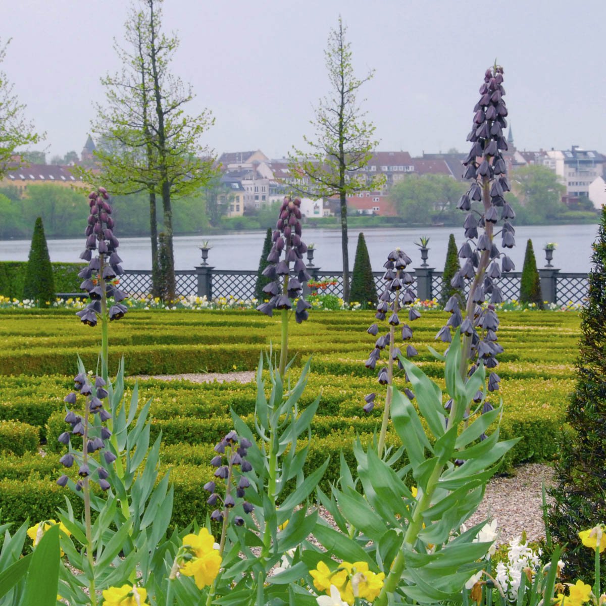 Fritillaria persica - Spring specialty bulbs - Fluwel