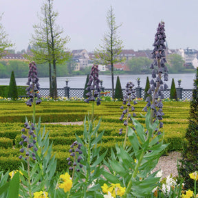 Fritillaria persica - Spring specialty bulbs - Fluwel