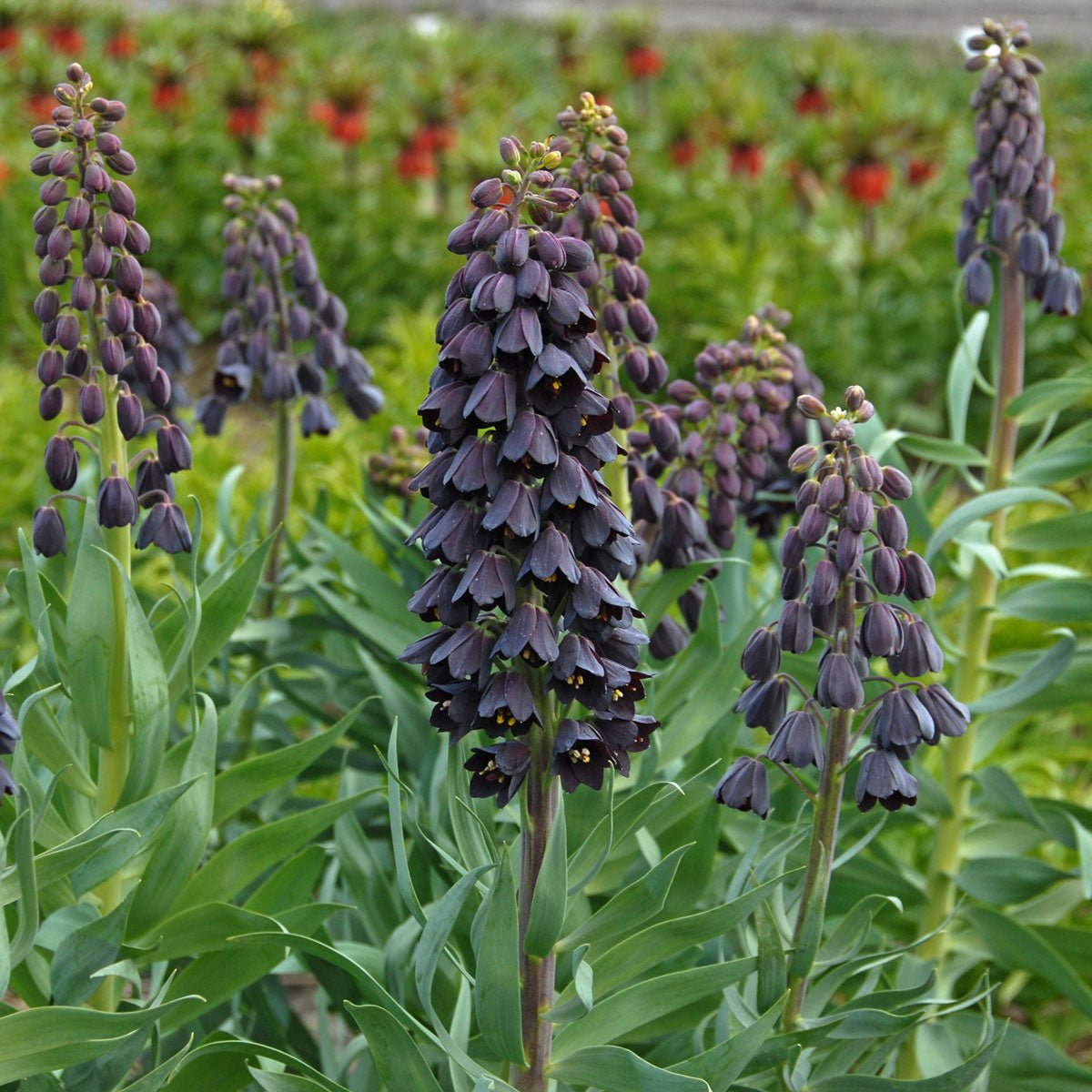 Fritillaria persica - paarse fritillaria - Fluwel