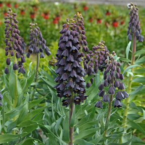 Fritillaria persica - Spring specialty bulbs - Fluwel