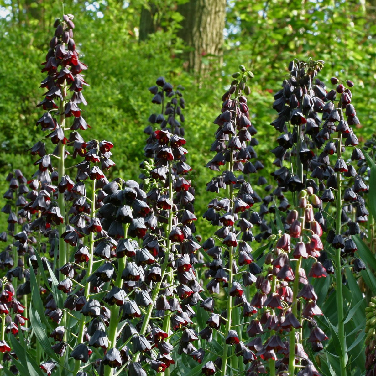 Fritillaria persica - Spring specialty bulbs - Fluwel
