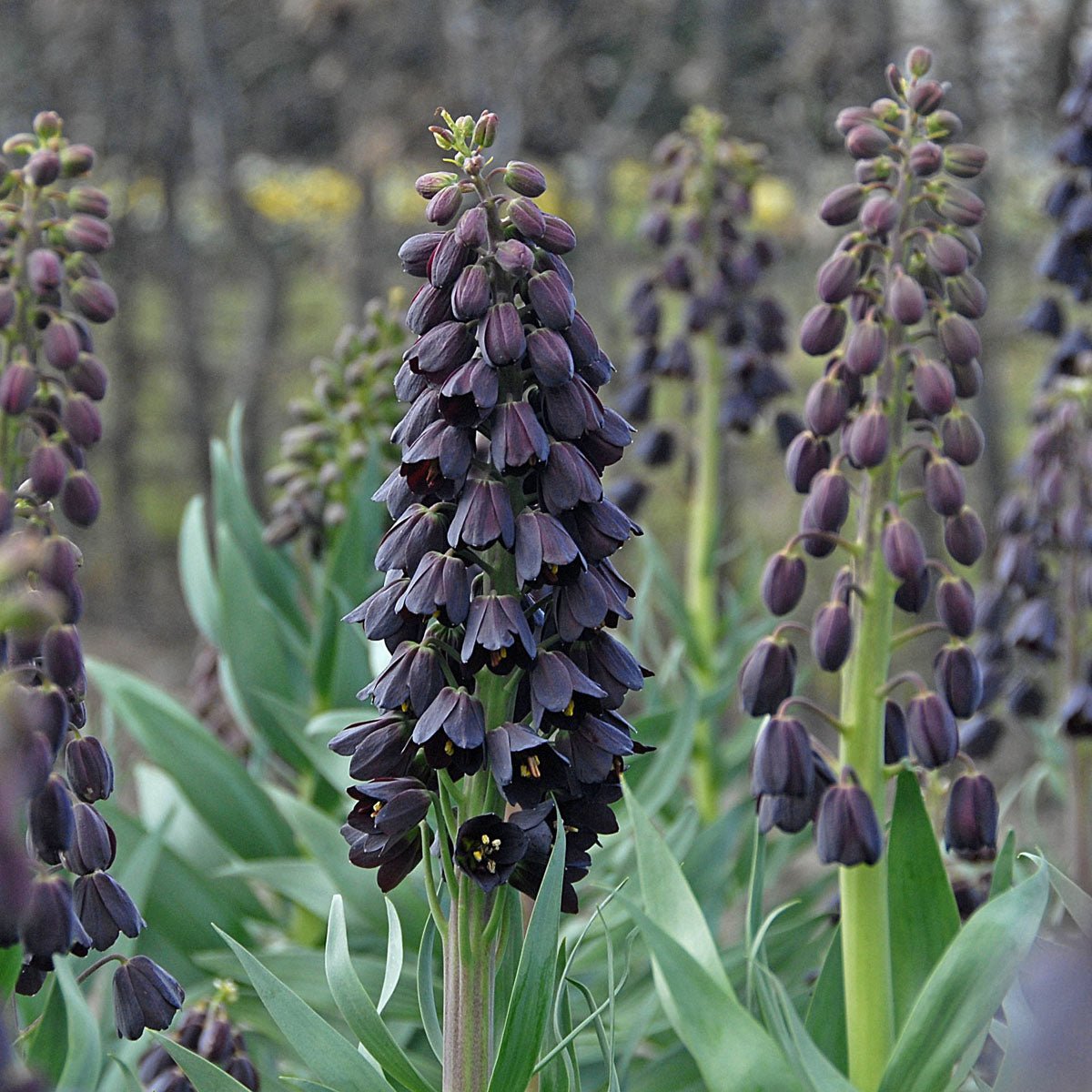 Fritillaria persica - paarse fritillaria - Fluwel