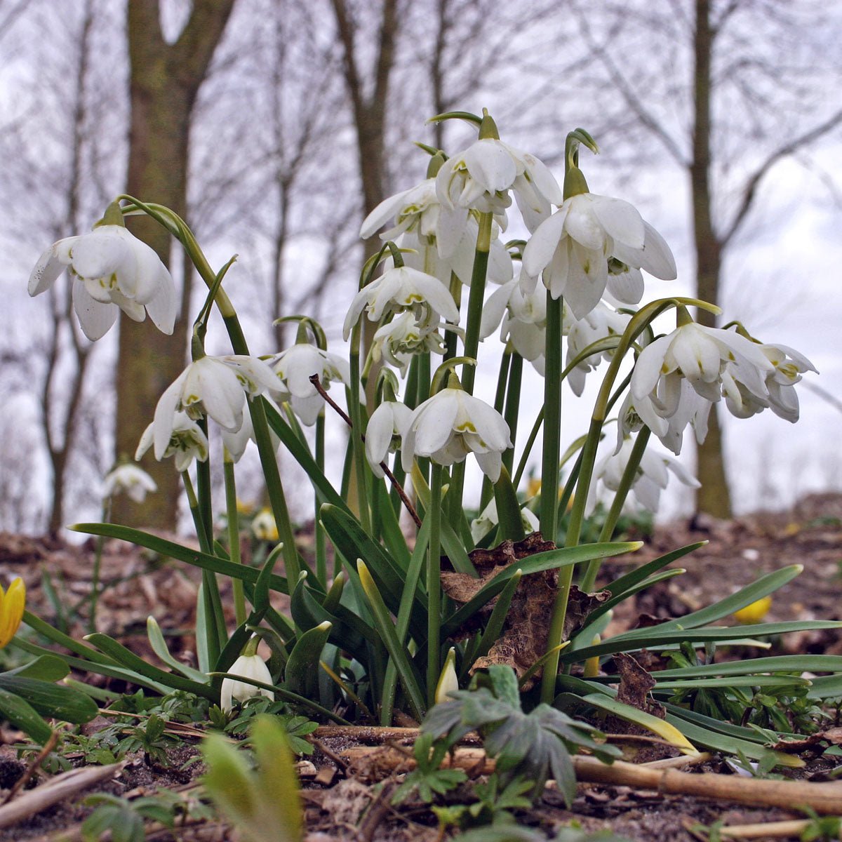 Galanthus nivalis - Sneeuwklokje | De Tuinen van Appeltern Galanthus nivalis - Sneeuwklokje | De Tuinen van Appeltern