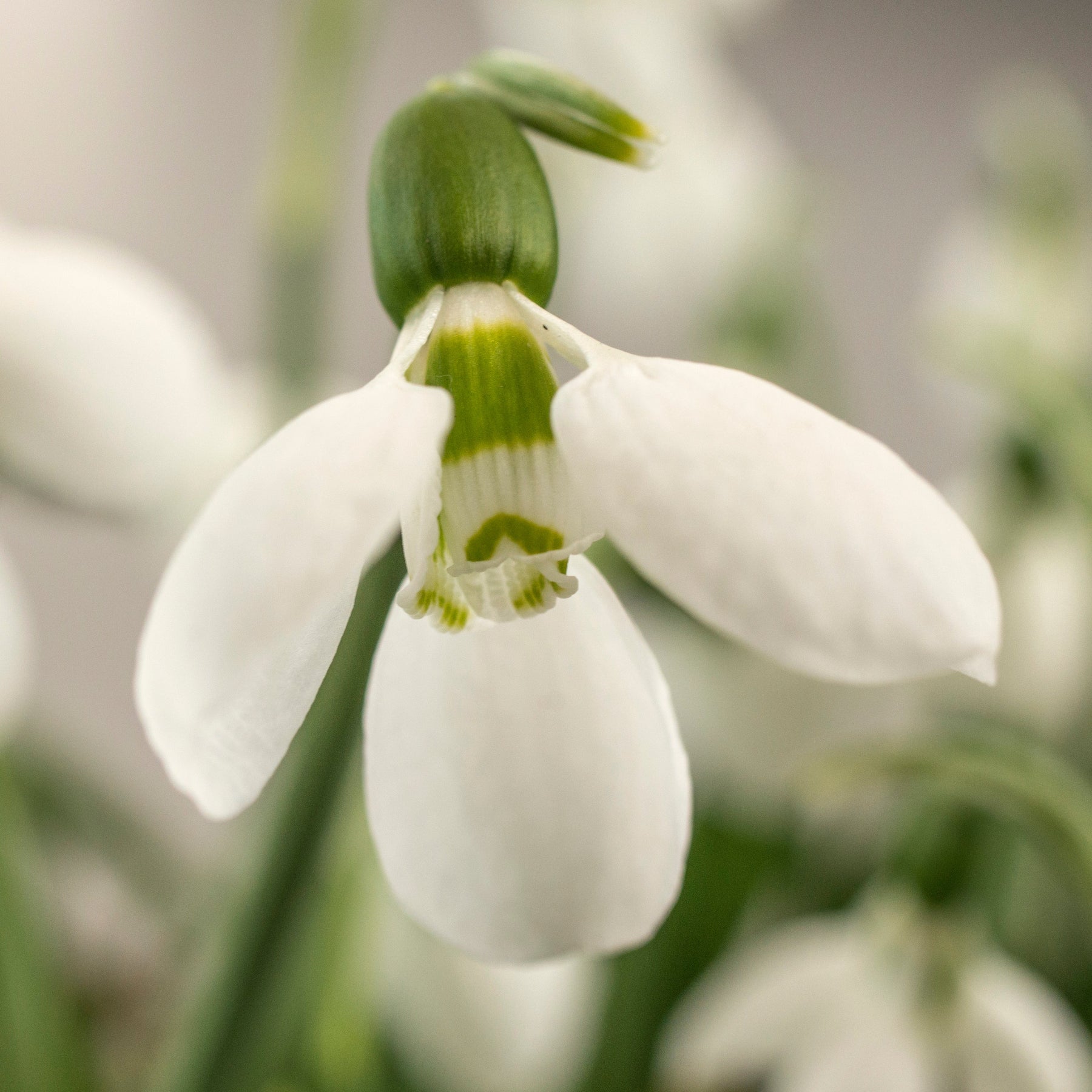 Galanthus Polar Bear - Spring specialty bulbs - Fluwel